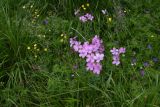 Linum hypericifolium. Цветки. Чечня, Шаройский р-н, 2 км к востоку от ур. Хиндушты, 1 км на юго-запад от Сигнальной горы, выс. 2170 м н.у.м., луг. 1 июля 2024 г.