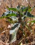 семейство Brassicaceae. Вегетирующее растение в сообществе с Hordeum. Крым, Южный Берег, городской округ Алушта, окр. с. Нижняя Кутузовка, участок нераспаханной земли среди сельхозугодий. 02.06.2024.