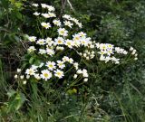 Pyrethrum corymbosum