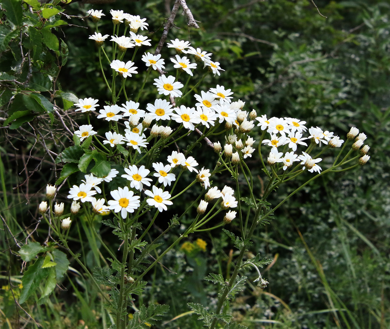 Изображение особи Pyrethrum corymbosum.