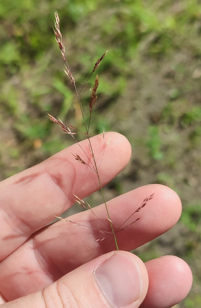 Image of Agrostis vinealis specimen.