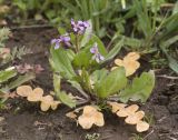 Chorispora tenella