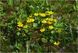 Смотреть изображение Ficaria verna
