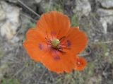 Смотреть изображение Papaver litwinowii