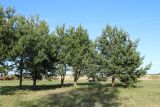 View full-size image Pinus sylvestris