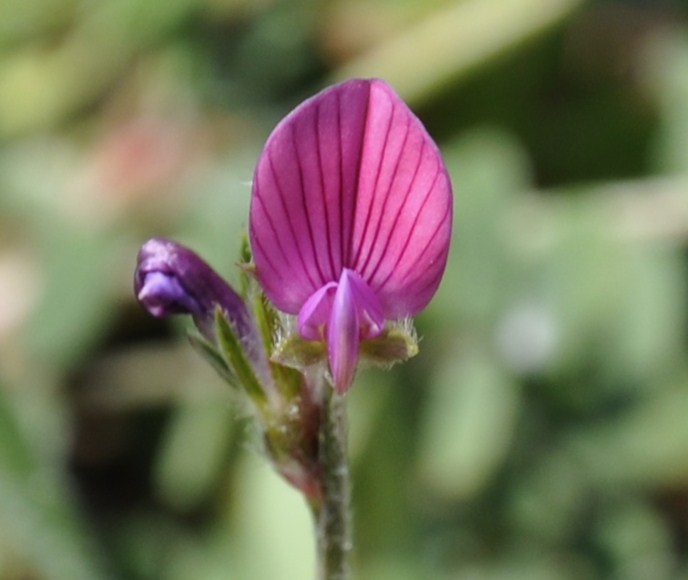 Image of Onobrychis aequidentata specimen.