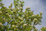 View full-size image Sorbus aucuparia subspecies glabrata