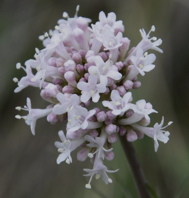 Изображение особи род Valeriana.