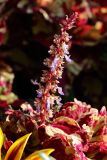 View full-size image Coleus scutellarioides