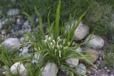 View full-size image genus Ornithogalum