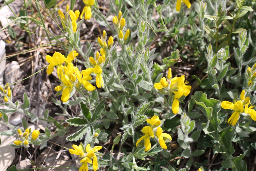 Image of Genista humifusa specimen.