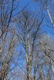 View full-size image Aesculus hippocastanum