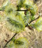 Salix cinerea. Побеги с мужскими соцветиями. Ярославская обл., Угличский р-н, берег пруда у дороги. 04.05.2011.