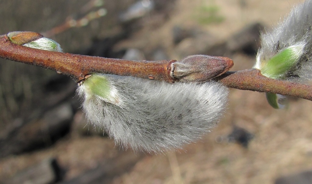 Image of Salix gmelinii specimen.