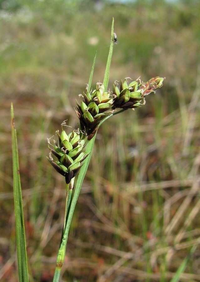 Изображение особи Carex paupercula.