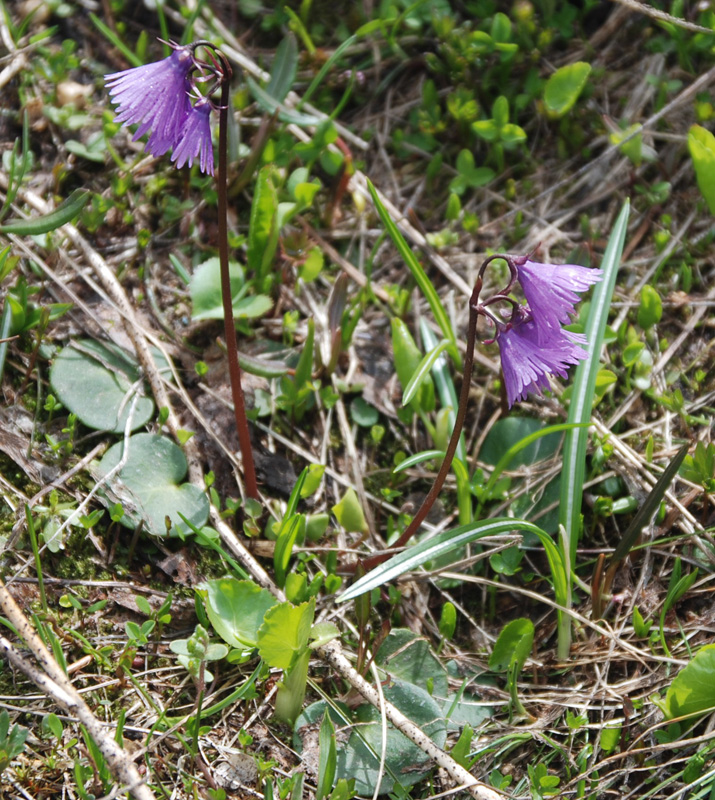 Image of genus Soldanella specimen.