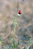 Papaver pavoninum. Верхушка отцветшего растения. Южный Казахстан, пустыня Кызылкум. 04.05.2010.
