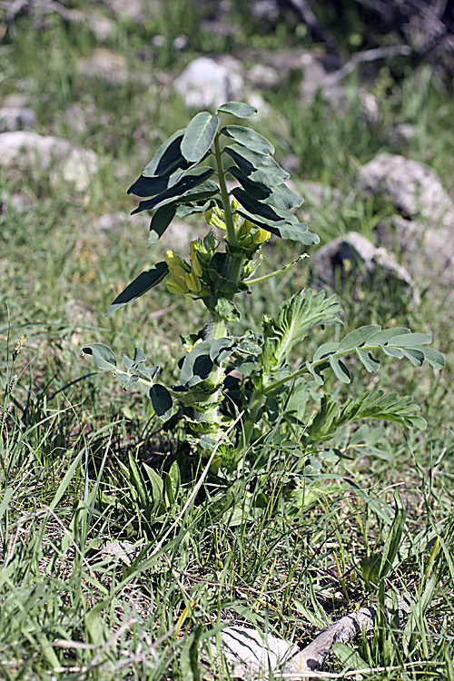 Изображение особи род Astragalus.