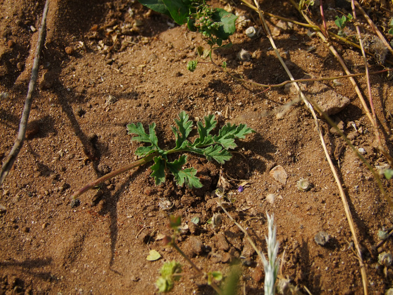 Image of Erodium strigosum specimen.