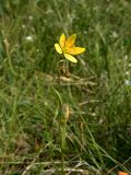 Saxifraga hirculus