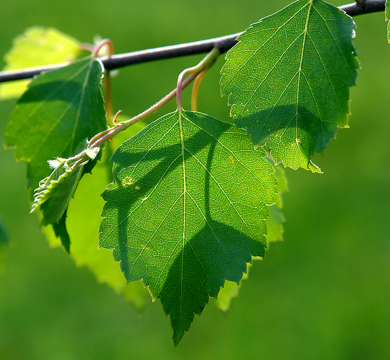 Изображение особи Betula pendula.