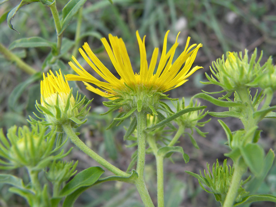 Изображение особи Inula britannica.