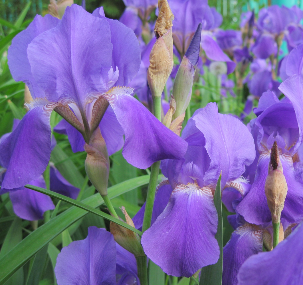 Image of Iris nyaradyana specimen.