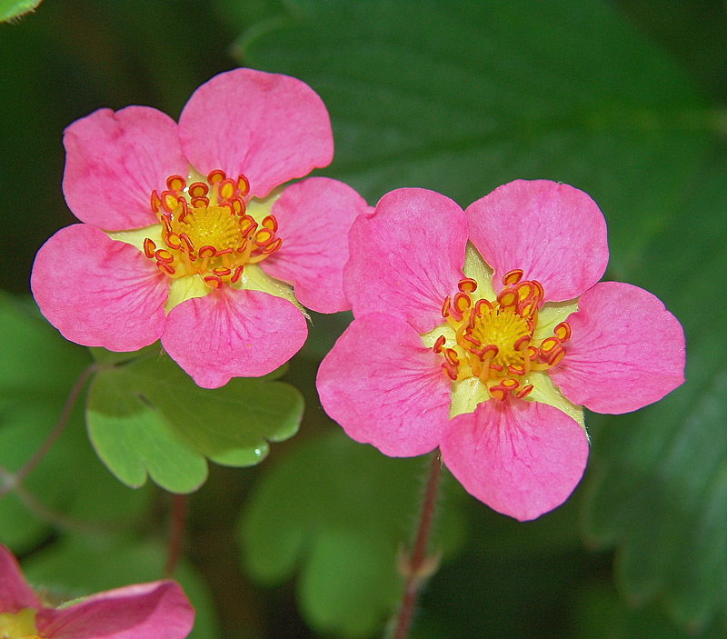 Image of genus Fragaria specimen.