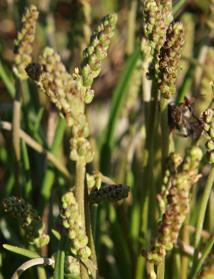 Image of Plantago maritima specimen.