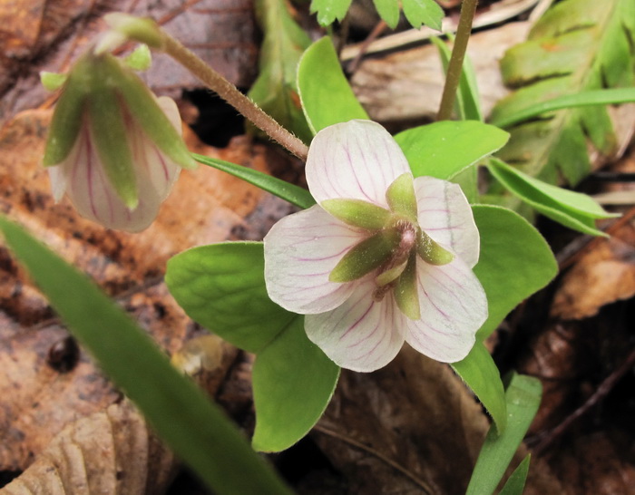 Image of Oxalis obtriangulata specimen.