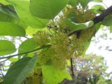 Maclura pomifera. Часть ветви с соцветиями. Крым, Ялта, в культуре. 22 мая 2012 г.