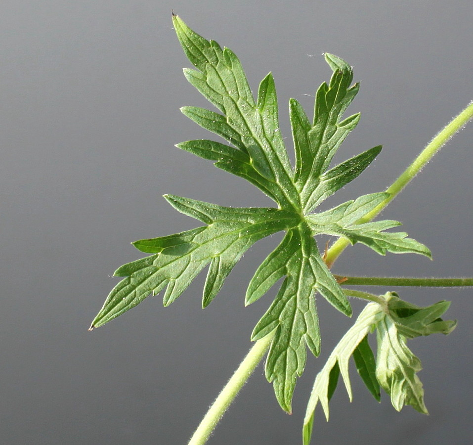Image of Geranium himalayense specimen.