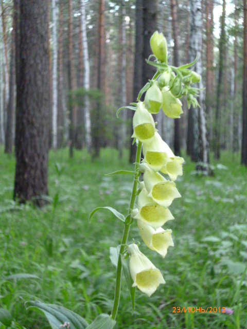 Image of Digitalis grandiflora specimen.