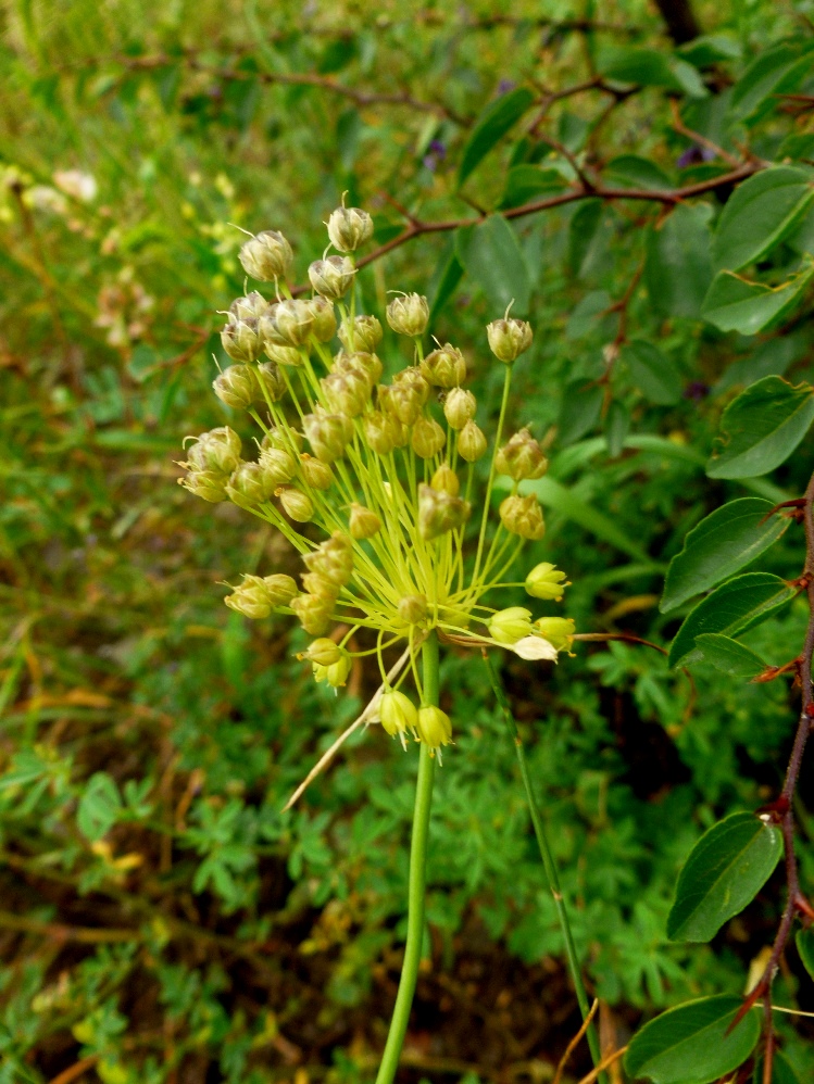 Изображение особи Allium flavum.