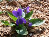 Viola ambigua. Цветущее растение в степи. Крым, окр. Севастополя. 18 апреля 2009 г.