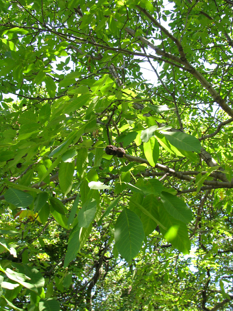 Image of Juglans nigra specimen.