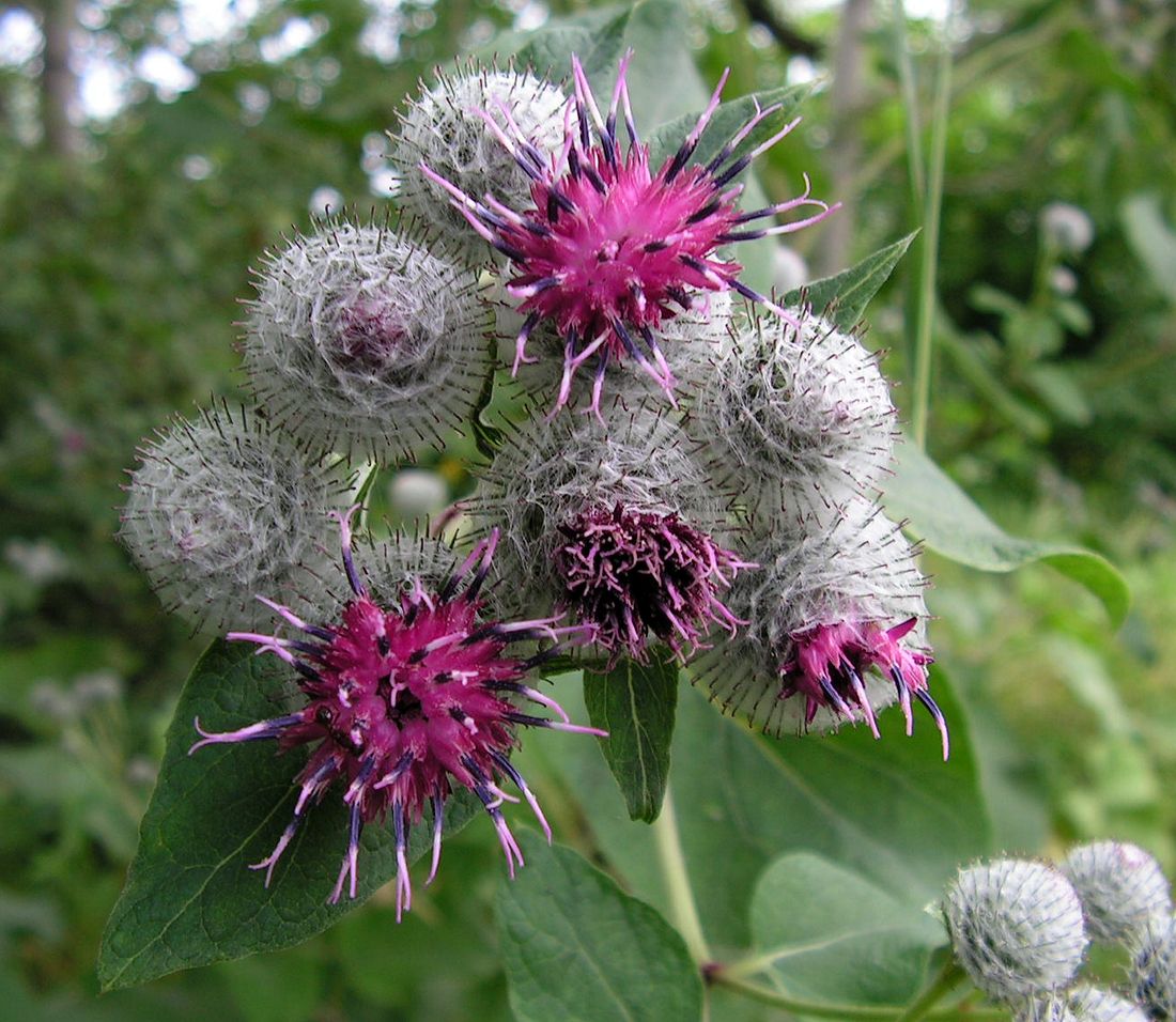 Image of Arctium tomentosum specimen.