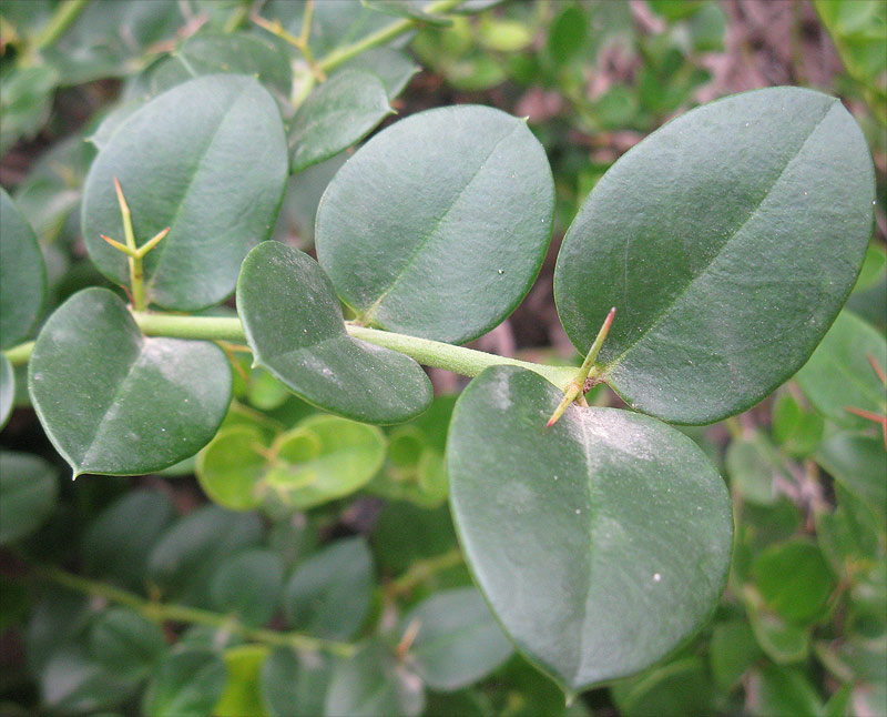 Image of Carissa macrocarpa specimen.