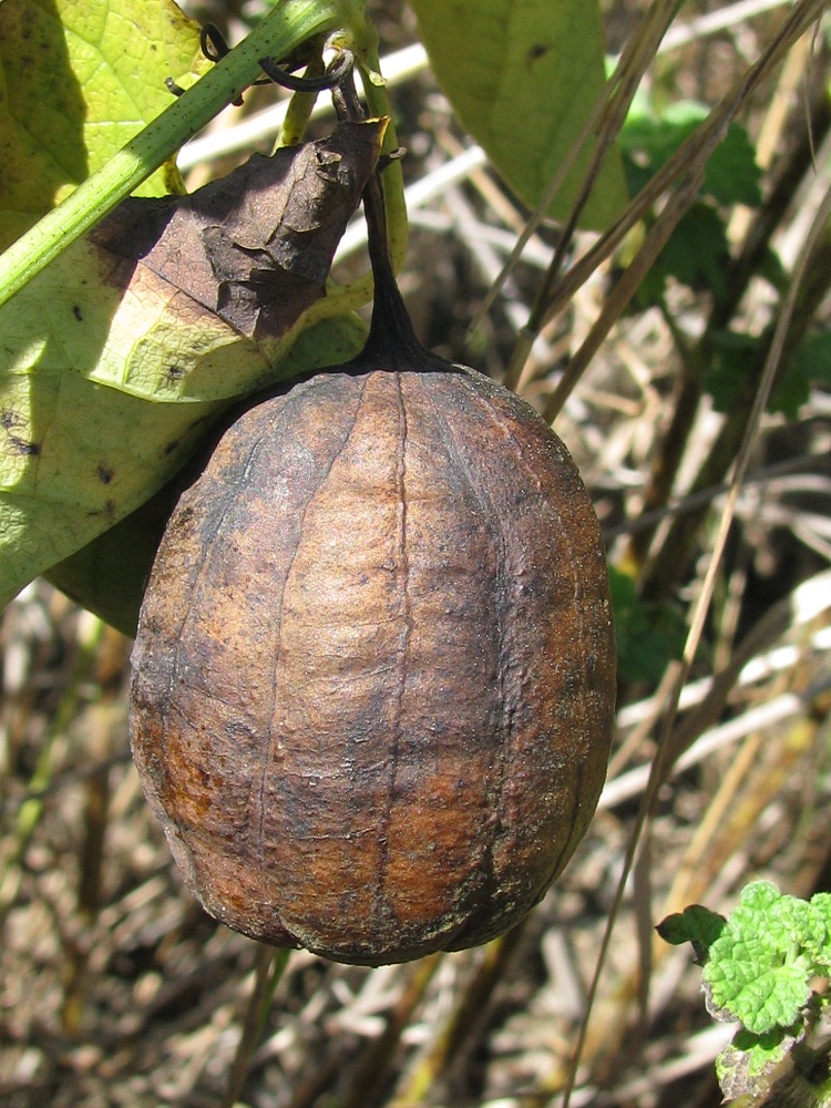 Image of Aristolochia clematitis specimen.