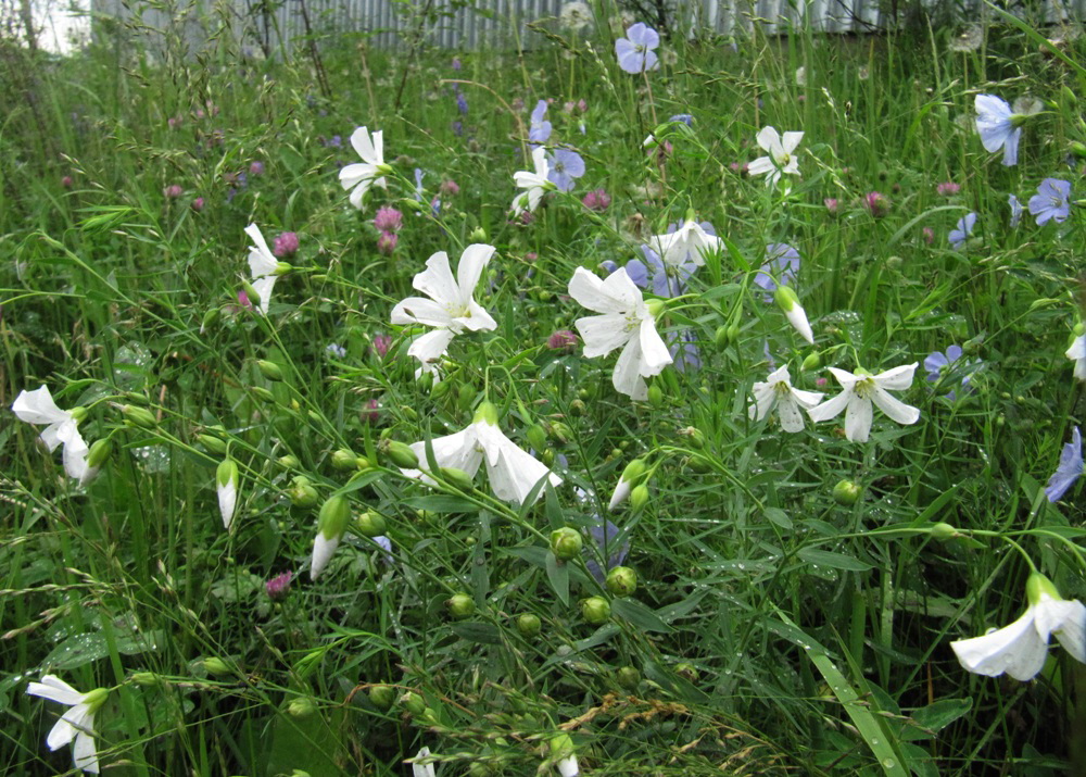 Image of Linum komarovii specimen.