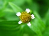 Galinsoga parviflora. Соцветие. Украина, г. Запорожье. 08.09.2012.