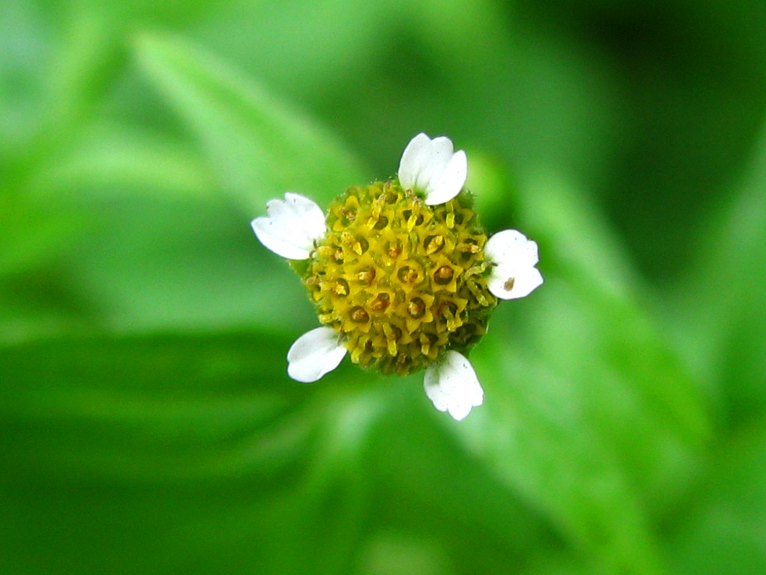 Изображение особи Galinsoga parviflora.