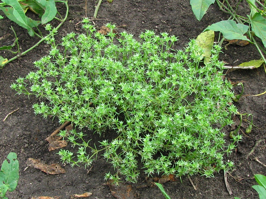 Image of Scleranthus annuus specimen.