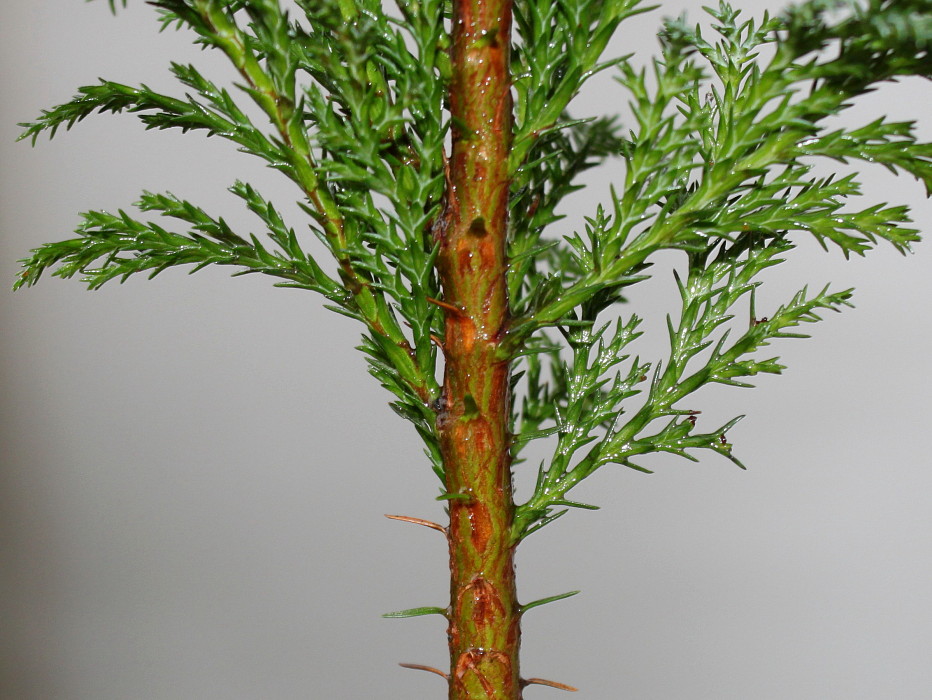 Image of Chamaecyparis lawsoniana specimen.