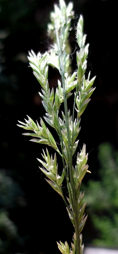 Изображение особи Festuca pratensis.