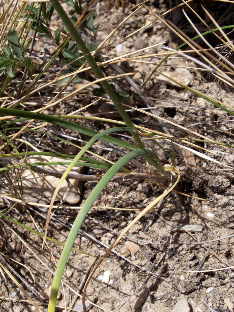 Image of Allium jodanthum specimen.