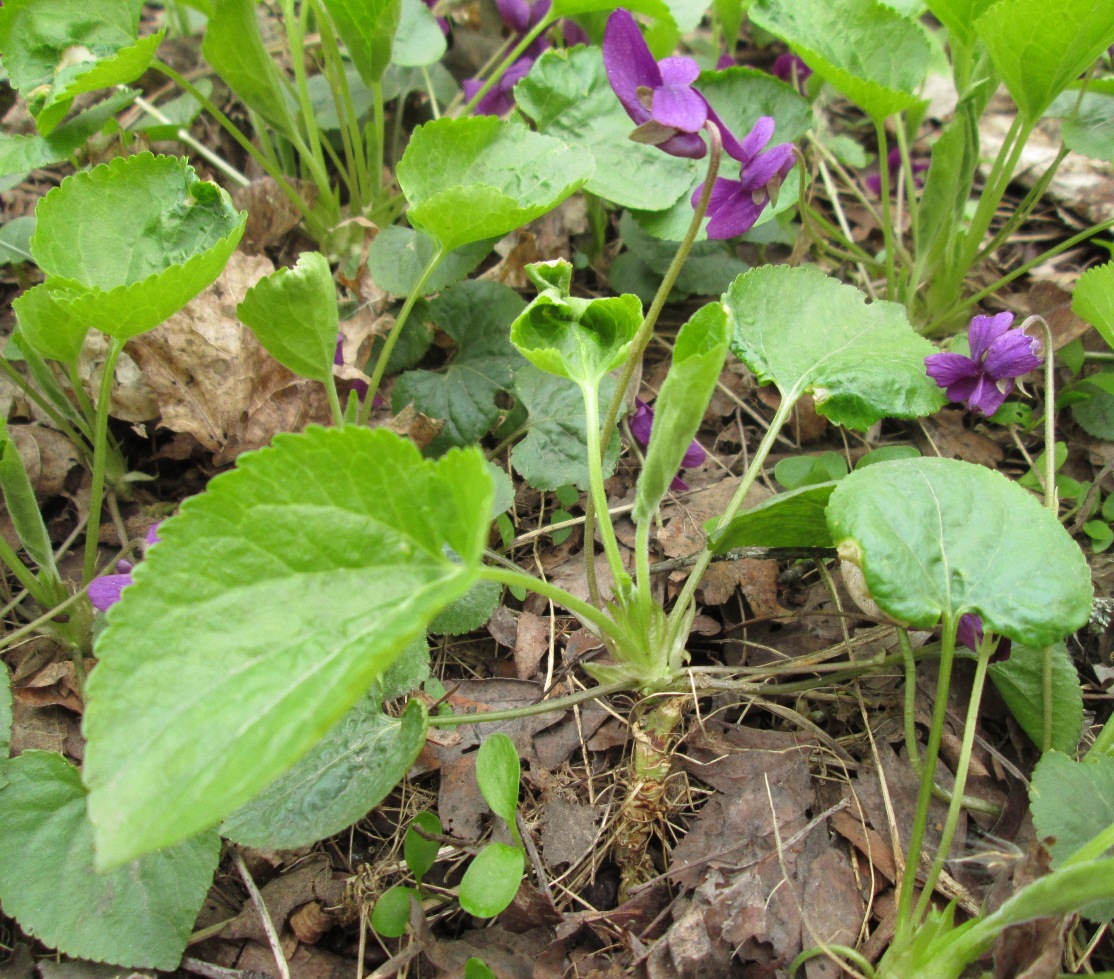 Image of Viola odorata specimen.