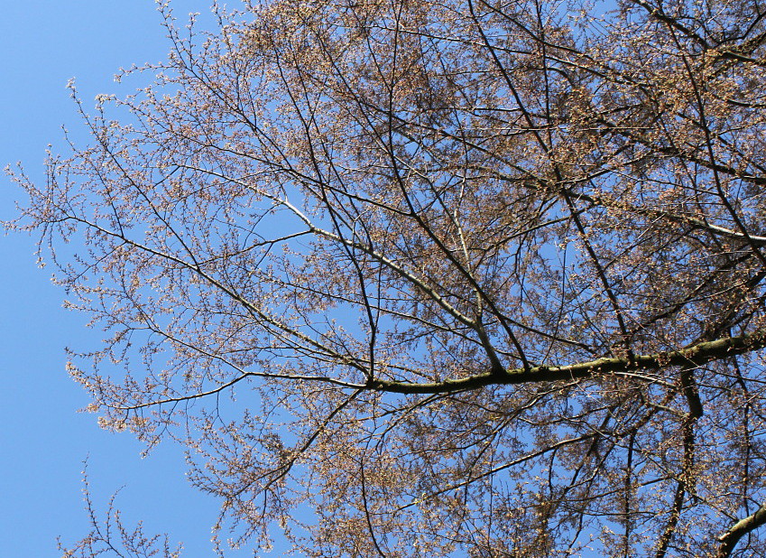 Изображение особи Zelkova serrata.