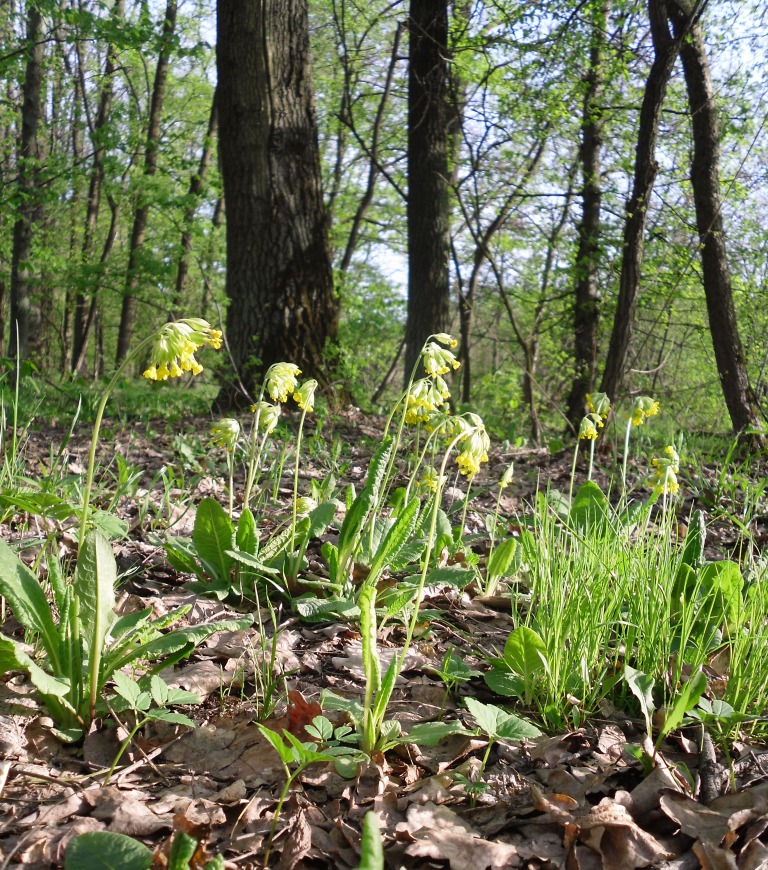 Изображение особи Primula veris.