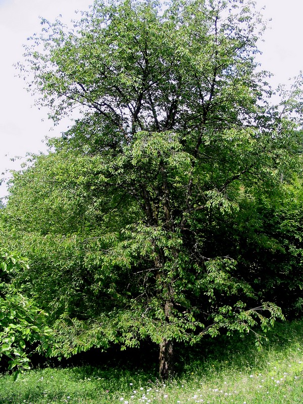 Image of Cerasus avium specimen.